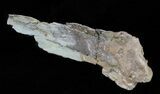 Pterosaurs Phalanx (Wing Bone)- Kansas #61450-3